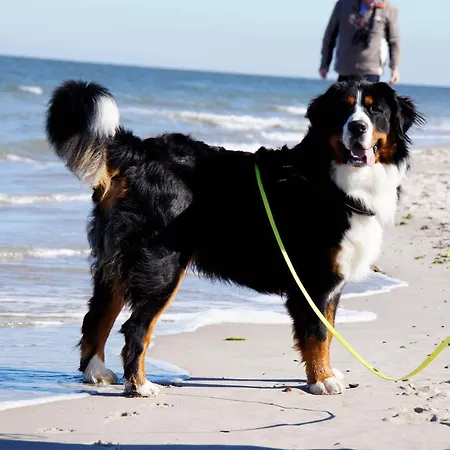 Apartman Goldene-linie-4-deichblick Schillig