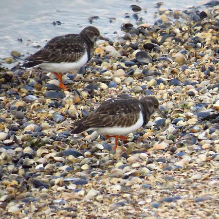 Goldene-linie-4-deichblick