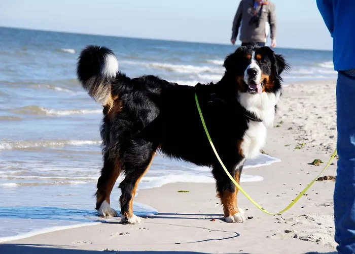 公寓 Goldene-linie-4-deichblick 西里格