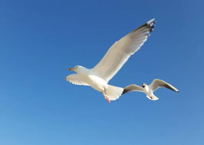 Goldene-linie-4-deichblick Apartman Schillig